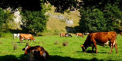 regionale Produkte - Gemüse: anderes - Baden-Württemberg - Usnere Kühe auf der Weide - Biotal Hofgemeinschaft