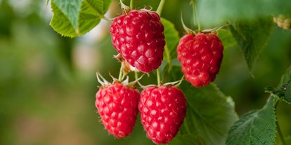 regionale Produkte - Beeren: Erdbeeren - Deutschland - Frische saftig süße Himbeeren direkt vom Strauch - Huckepack Erlebnisernten