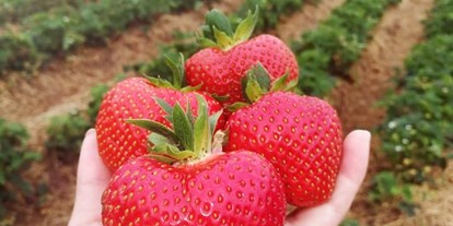regionale Produkte - Beeren: Himbeeren - Riesige Erdbeeren zuckersüß vom Feld - Huckepack Erlebnisernten