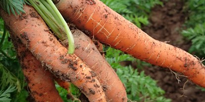 regionale Produkte - Beeren: Stachelbeeren - Deutschland - Knackfrische Karotten direkt aus dem Boden - Huckepack Erlebnisernten