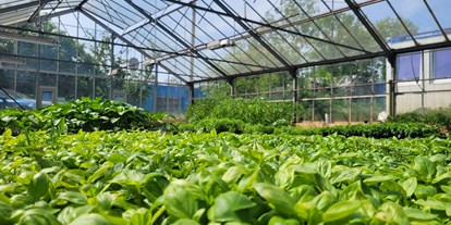 regionale Produkte - Gemüse: Pilze - Deutschland - Jungpflanzen ziehen im Glashaus - Gärtnerei Rothenfeld