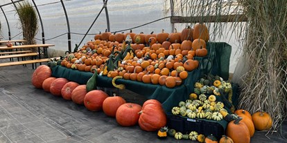 regionale Produkte - Gemüse: Kohl - Eine Auswahl unserer eigens angebauten Kürbisse, sowohl als Zierde, für Halloween oder natürlich auch zum Kochen. - Bioland Gärtnerei Dänzer