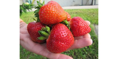regionale Produkte - Beeren: Aronia - Deutschland - von Mitte Juni bis Mitte Juli frische Erdbeeren vom eigenen Feld, auch zum Selbstpflücken - Agrarhof Gospersgrün