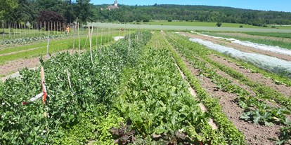 regionale Produkte - Gemüse: Möhren - Thüringen - Solawi Tonndorf (Solidarische Landschaft)
