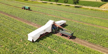 regionale Produkte - Beeren: Erdbeeren - Deutschland - Hofladen Austermann: Gurkenflieger bei der Arbeit - Hofladen Austermann