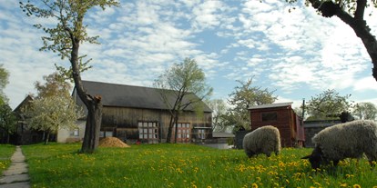 regionale Produkte - Beeren: Himbeeren - Sachsen - Schafe auf der Weide im Frühling - Hof Mahlitzsch