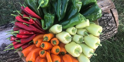 regionale Produkte - Gemüse: Gurken - Sachsen - Unsere Vielfalt: Paprika und Chili aus eigener Ernte - Hof Mahlitzsch