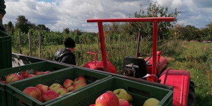 regionale Produkte - Beeren: Himbeeren - Apfelernte Streuobstwiese - Elbers Hof