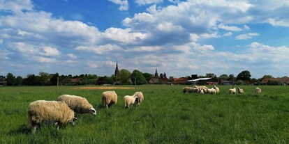 regionale Produkte - Beeren: Himbeeren - Unsere Schafe - Elbers Hof