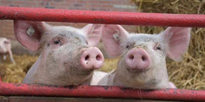 regionale Produkte - Beeren: Himbeeren - Unsere Schweine - Elbers Hof
