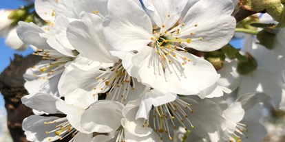 regionale Produkte - Beeren: Himbeeren - Niedersachsen - Die schöne Kirschblüte - Obsthof Matthies 