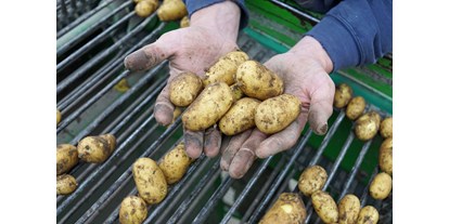 regionale Produkte - Gemüse: Kohl - Kartoffeln roden - Stautenhof