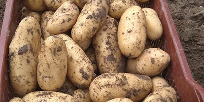 regionale Produkte - Beeren: Himbeeren - Kartoffelernte - Dettelbach Obst Liggeringen