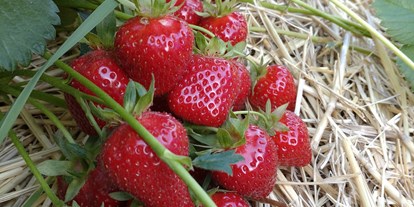 regionale Produkte - Beeren: Erdbeeren - Deutschland - Dettelbach Obst Liggeringen
