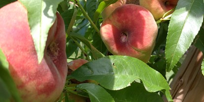 regionale Produkte - Beeren: Erdbeeren - Deutschland - Pfirsiche - Dettelbach Obst Liggeringen