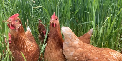 regionale Produkte - Biobetrieb - unsere Glücklichen Hühner im Freilaufgehege - Lieberth´s Hofladen Bioland