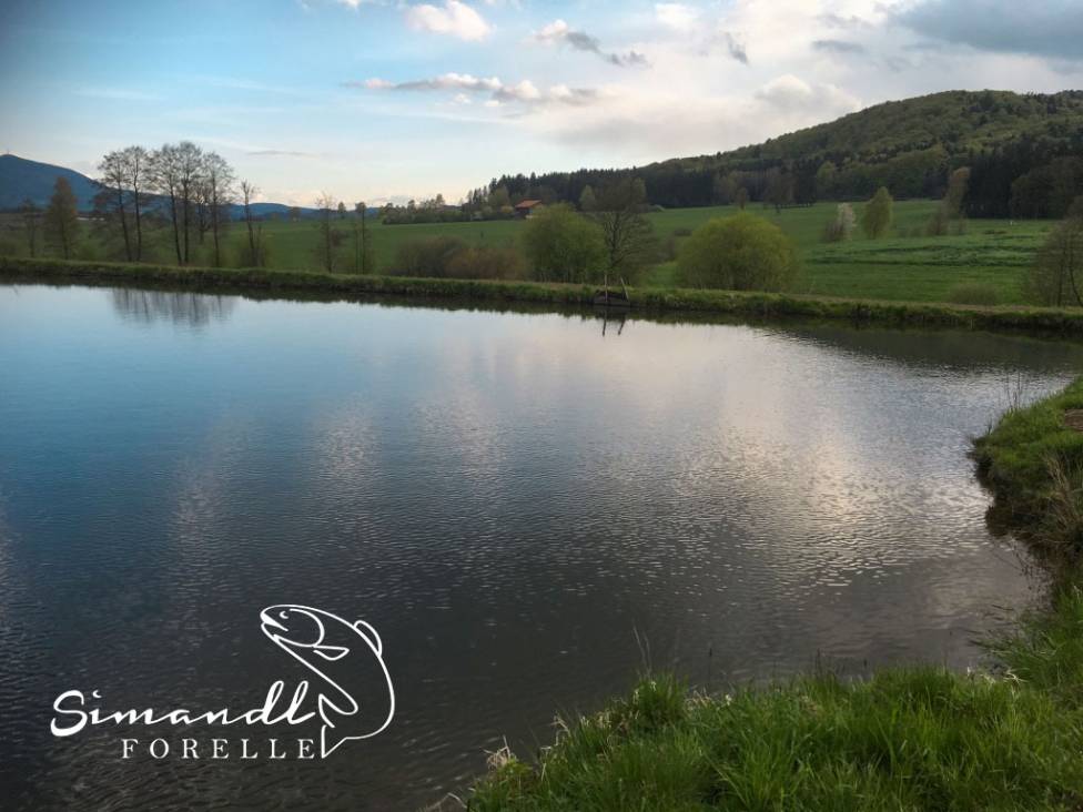 regionale Produkte: Simandl Fischerei