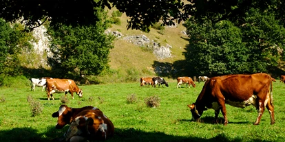 regionale Produkte - Gemüse: Paprika - Deutschland - Usnere Kühe auf der Weide - Biotal Hofgemeinschaft