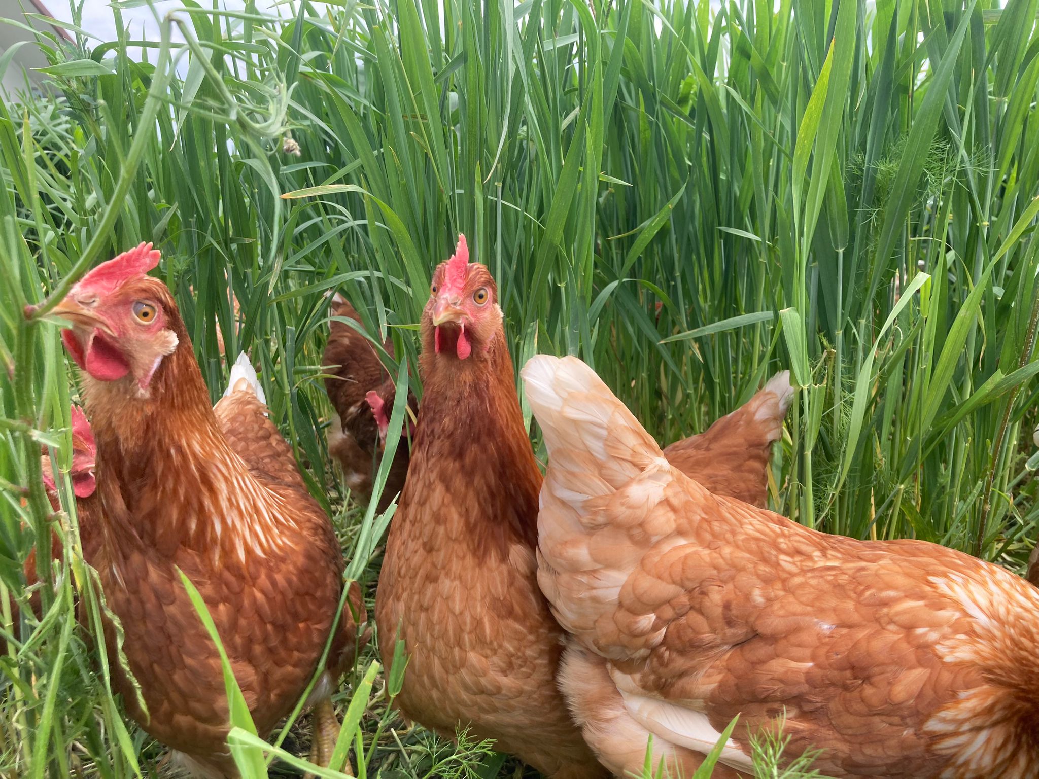 Hofladen - unsere Glücklichen Hühner im Freilaufgehege - Lieberth´s Hofladen Bioland