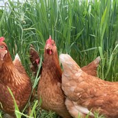 Hofladen - unsere Glücklichen Hühner im Freilaufgehege - Lieberth´s Hofladen Bioland