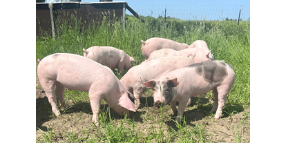regionale Produkte - Deutschland - Unsere Freilandschweine gegenüber des Hofladens - Schweinchenglück