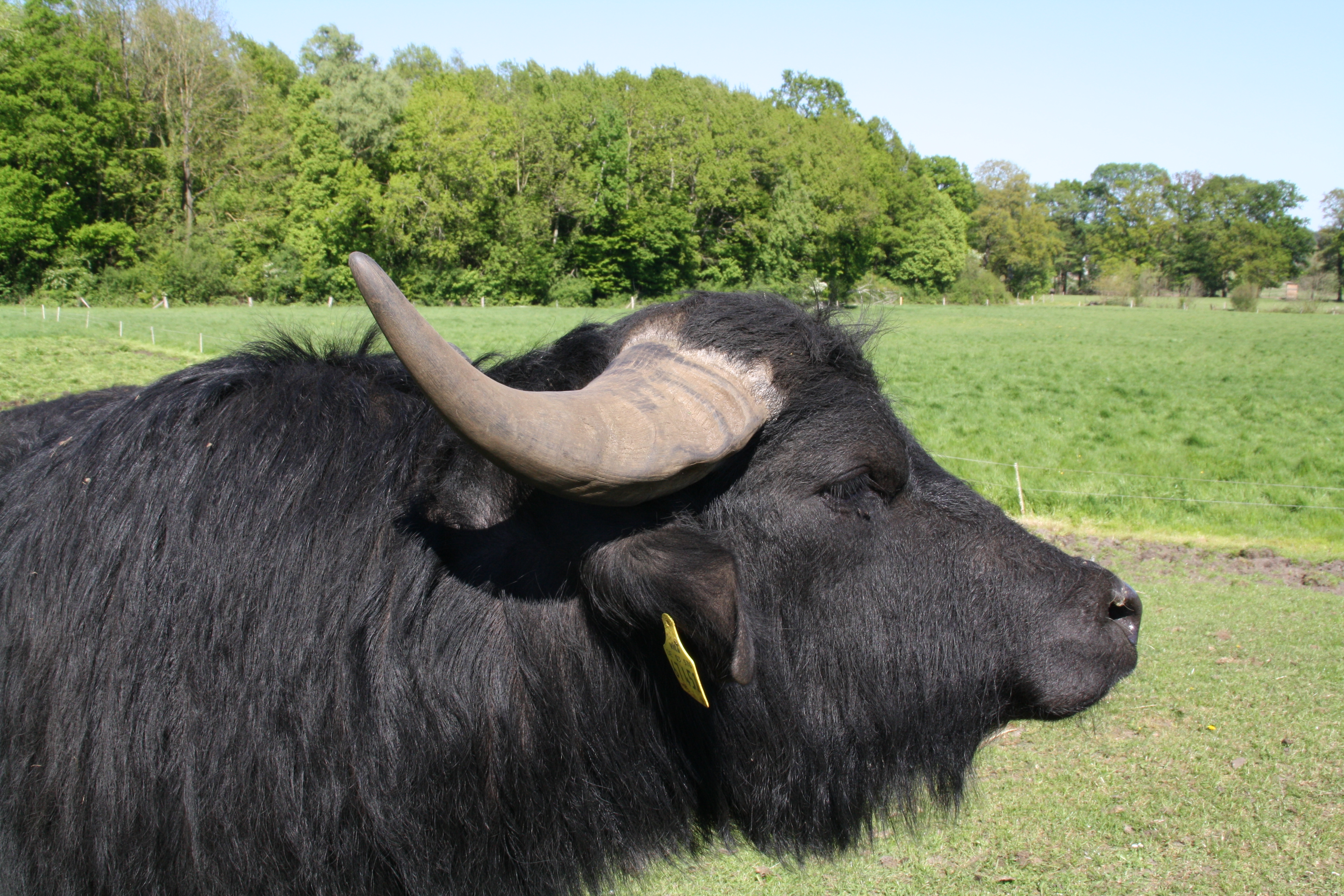 Hofladen - Wasserbüüfel - Bio Hofladen Gehrkenhof