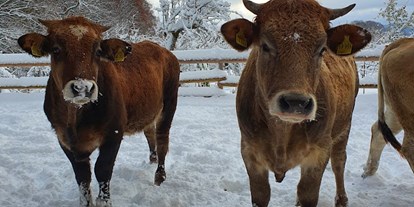 regionale Produkte - PLZ 83714 (Deutschland) - Unsere Rinder im Schnee - Tratherer Hof