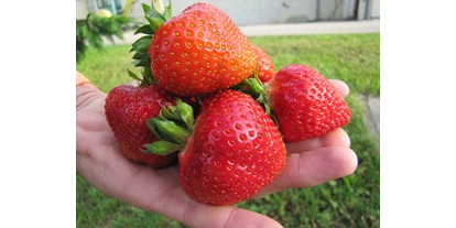 regionale Produkte - Gemüse: anderes - Sachsen - von Mitte Juni bis Mitte Juli frische Erdbeeren vom eigenen Feld, auch zum Selbstpflücken - Agrarhof Gospersgrün