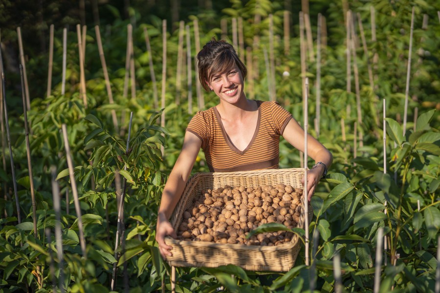 Hofladen - Walnussmeisterei Böllersen