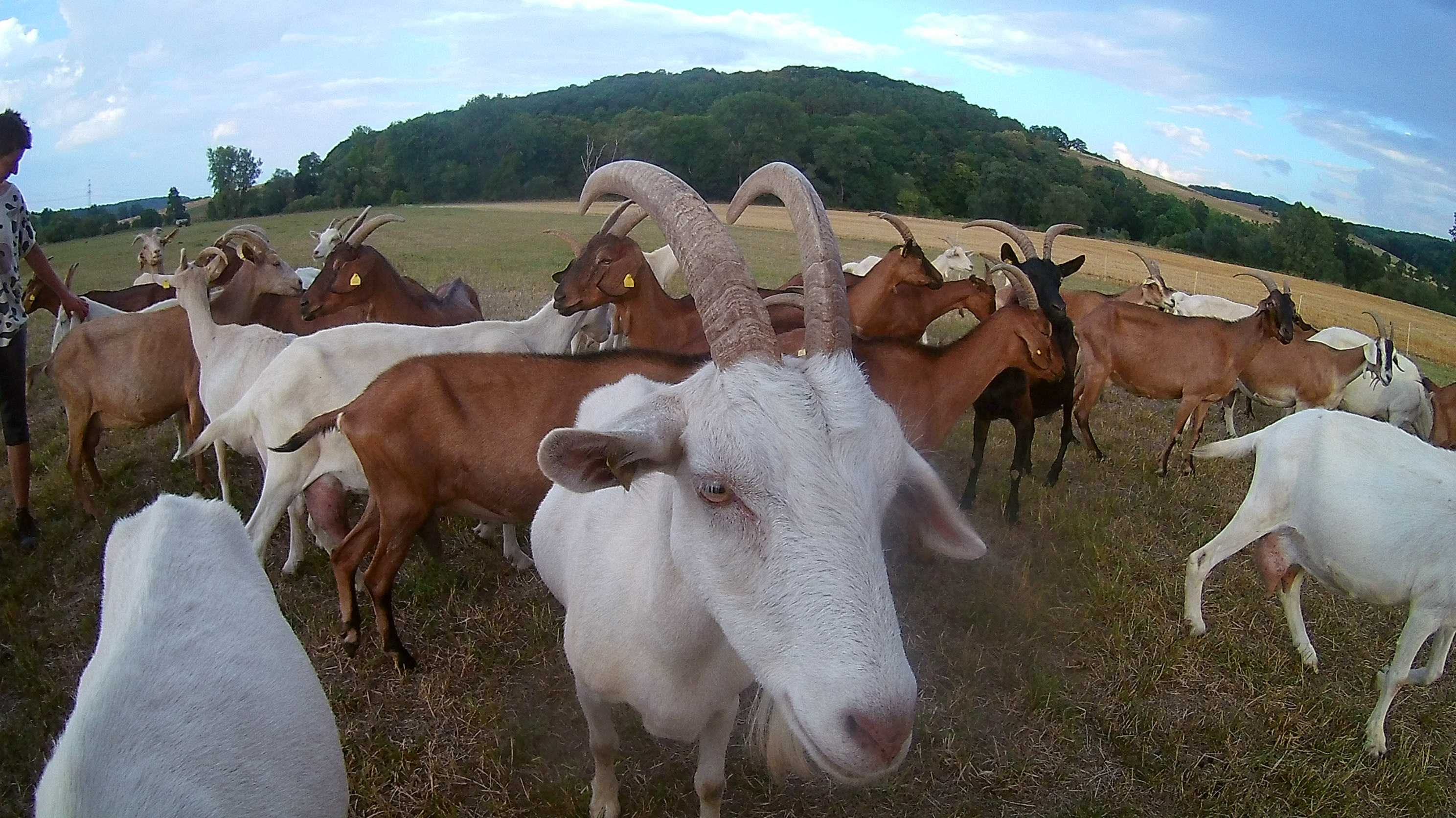 Hofladen - Die Milch unserer Ziegen verarbeiten wir komplett zu unseren Bio- Ziegenkäsen. - Ziegenhof Schleckweda