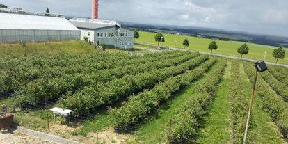 regionale Produkte - Gemüse: Kohl - Hohenleuben - Hofladen Langenwolschendorf