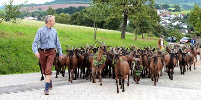 regionale Produkte - Blankenbach (Landkreis Aschaffenburg) - Die Ziegenherde auf dem Weg in den Stall, wir melken 180 bunte und weiße Ziegen.  - BERGHOF
