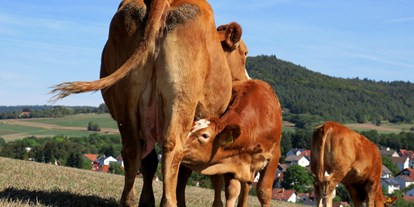 regionale Produkte - Blankenbach (Landkreis Aschaffenburg) - Unsere Mutterkuhherde weidet auf den Flächen des Kahlgrundes. Die Kälber bleiben bei den Muttertieren und leben im Herdenverbund, die Tiere gehören zu der Rasse Limousin. - BERGHOF