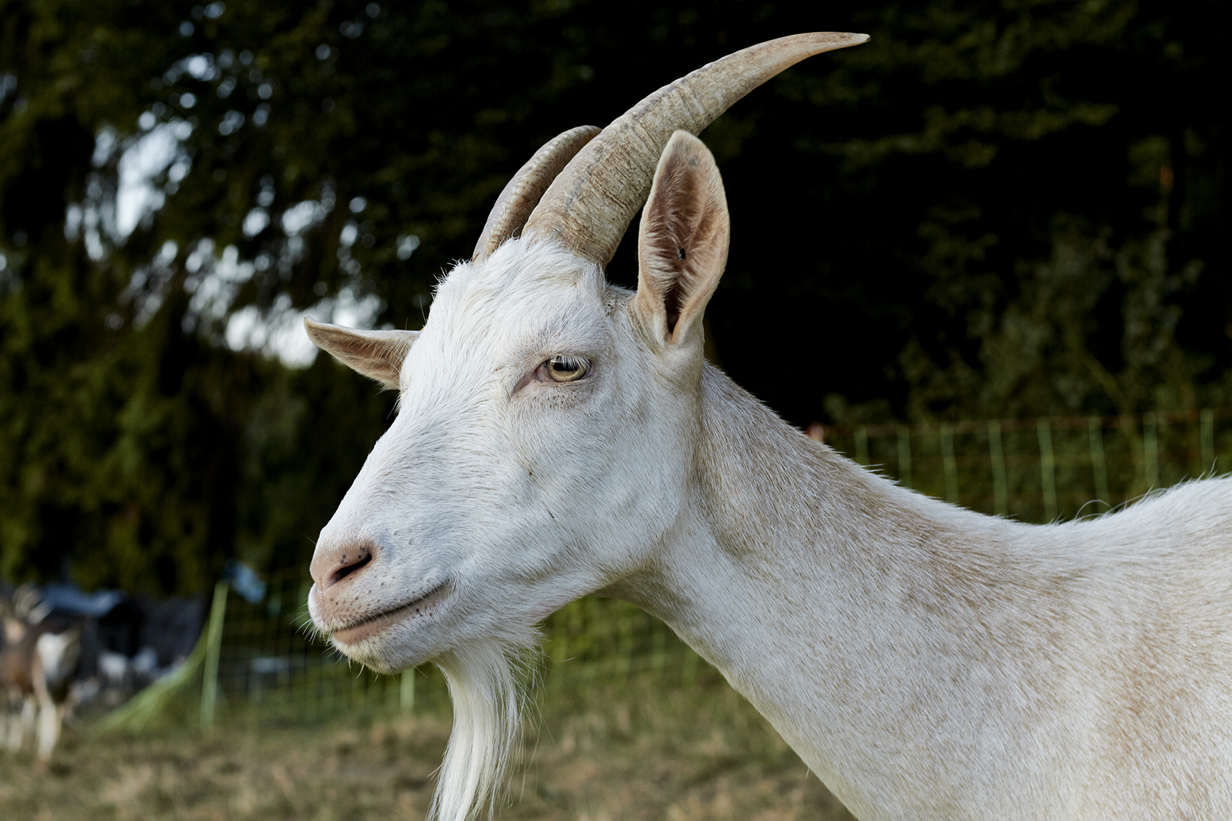 Hofladen - Reimehof - Der Ziegenhof in der Hersbrucker Alb