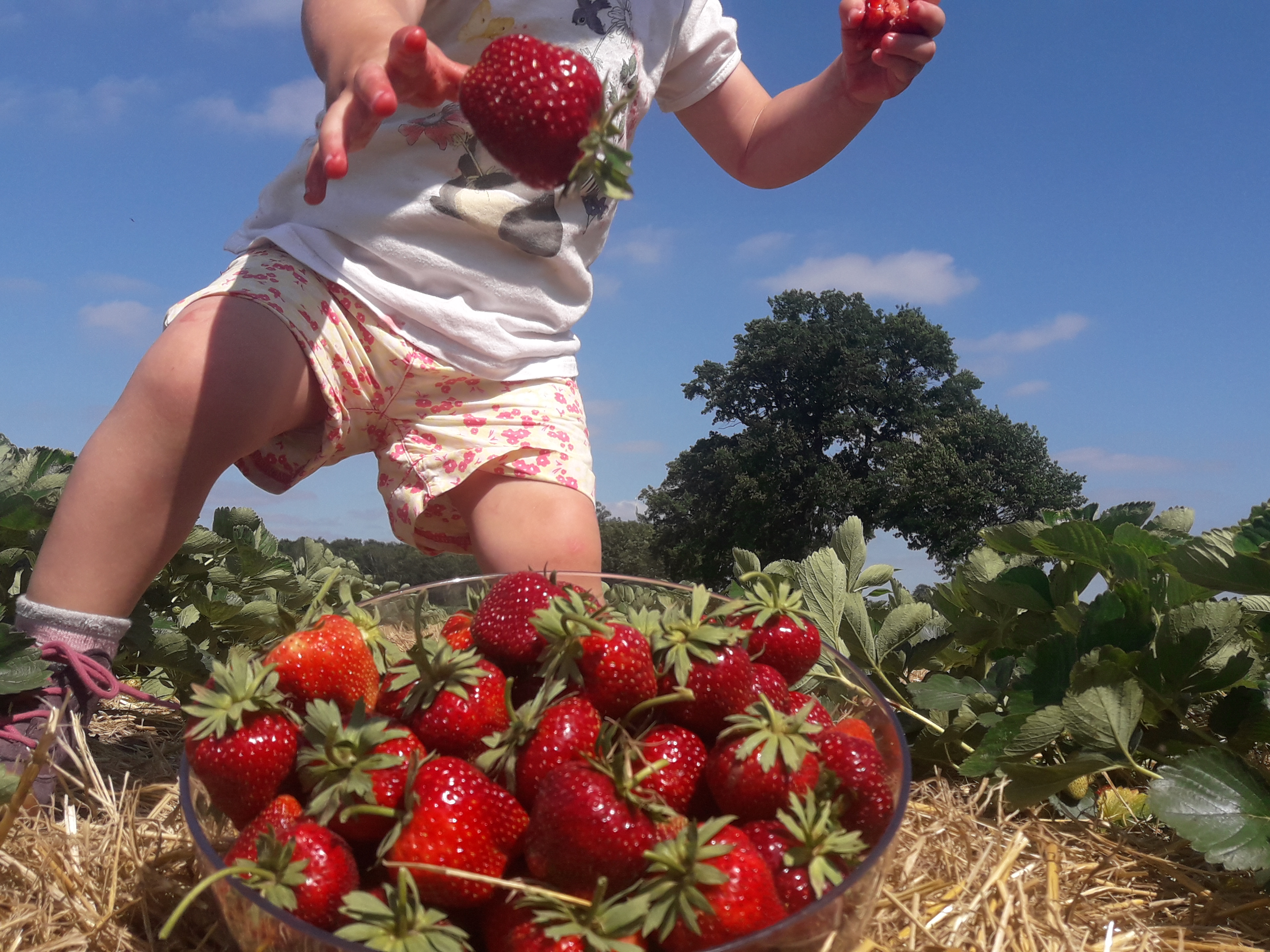 regionale Produkte: Erdbeerparadies Krähenwinkel