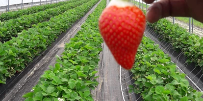 regionale Produkte - Beeren: Erdbeeren - Wedemark - Erdbeerparadies Krähenwinkel