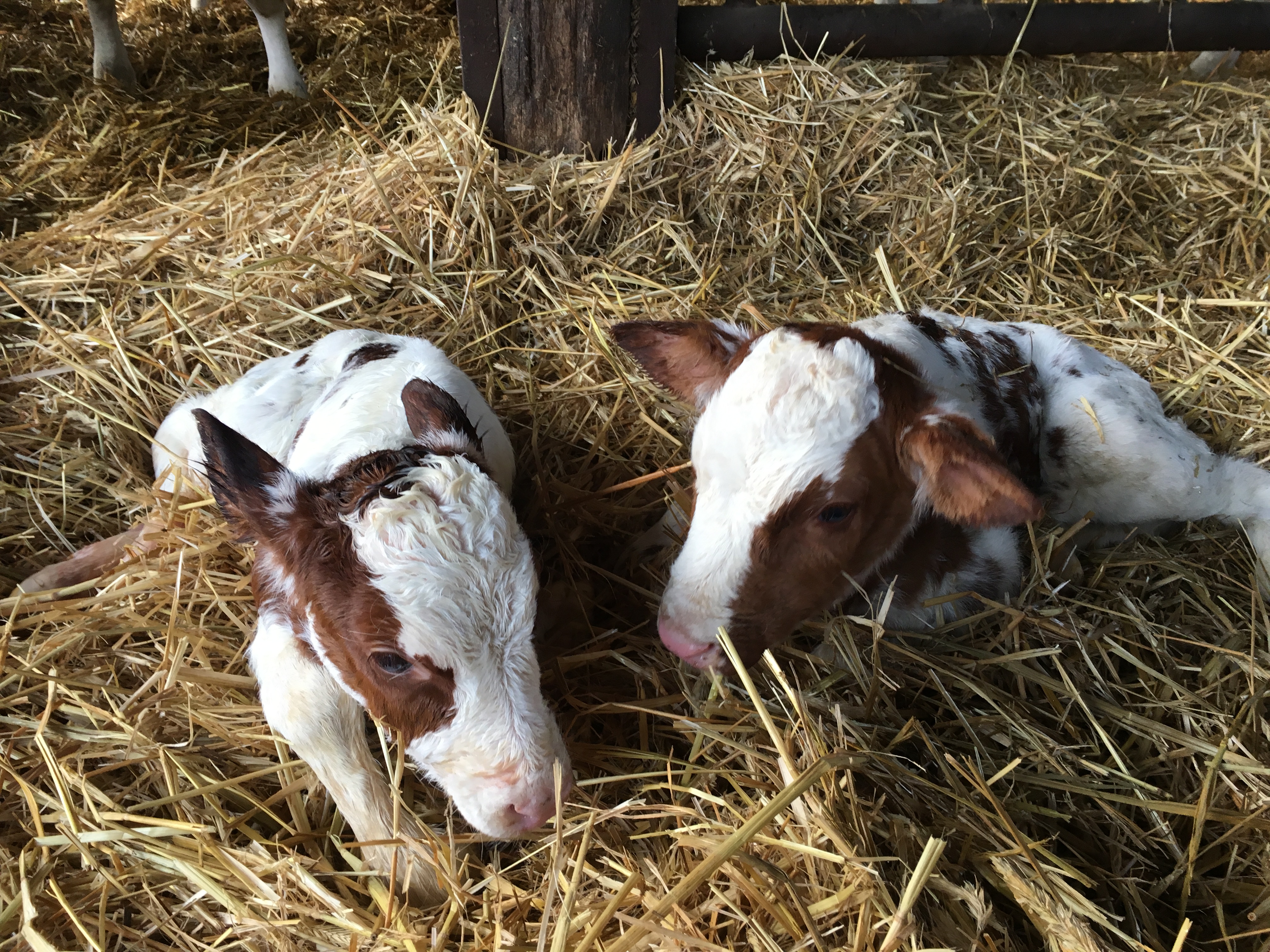 Hofladen - Bernhard Kerkmann