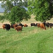 Hofladen - Unsere Mutterkühe auf der Sommerweide - Bredemeier Bauernlädchen