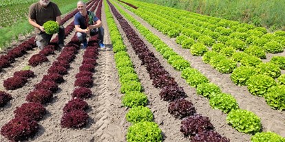 regionale Produkte - Gemüse: Gurken - Ulli im Salatbeet - Elbers Hof
