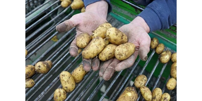 regionale Produkte - Gemüse: Spargel - Willich - Kartoffeln roden - Stautenhof