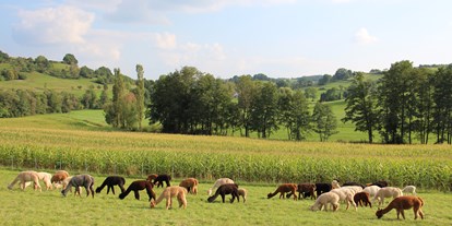 regionale Produkte - Bühlerzell - Alpaka Herde in Bühlerzell - Bühlertal Alpakas GbR 