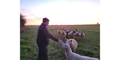 regionale Produkte - PLZ 23779 (Deutschland) - Glückliche Schafe auf grünen Wiesen und Deichen. - Scheeper Phil
