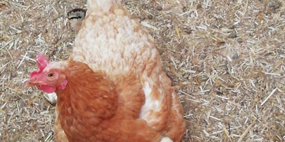 regionale Produkte - Biobetrieb - Rosenheim (Rosenheim) - Glückliche Hühner mit Küken - Daxlberg