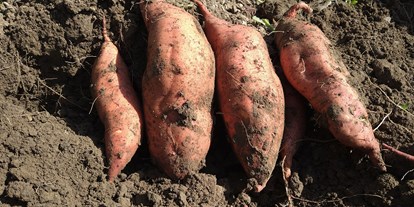 regionale Produkte - Gemüse: Zuchini - Deutschland - Süßkartoffeln - Dettelbach Obst Liggeringen