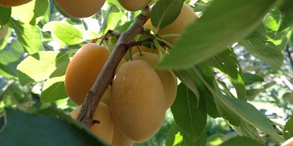 regionale Produkte - Mirabellen - Dettelbach Obst Liggeringen