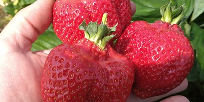 regionale Produkte - Beeren: andere - Deutschland - leckere Erdbeeren - Dettelbach Obst Liggeringen