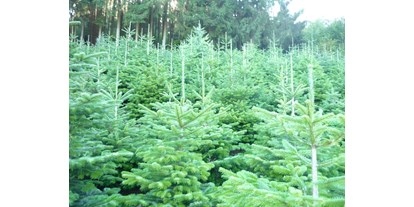 regionale Produkte - Bayern - Weihnachtsbäume Meßthaler