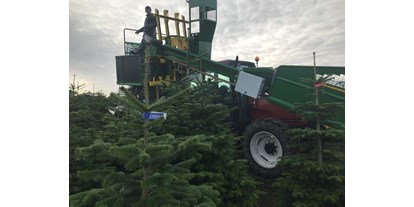 regionale Produkte - Haundorf - Weihnachtsbäume Meßthaler