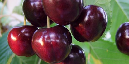 regionale Produkte - Beeren: Erdbeeren - Heist - Obsthof Ramdohr