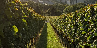 regionale Produkte - Binzen - Rebberg mit Sicht nach Weil am Rhein - Weinbau Ruser